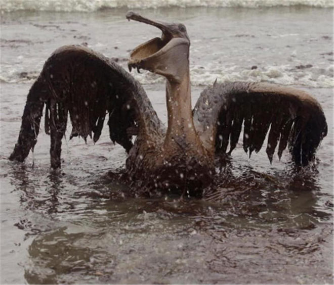 Picture 12 of The shocking images of the consequences of plastic waste, environmental pollution with the natural world