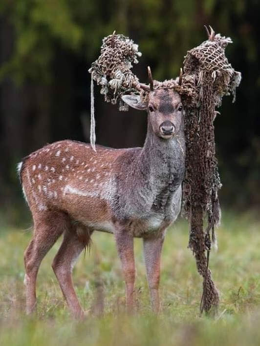 Picture 2 of The shocking images of the consequences of plastic waste, environmental pollution with the natural world
