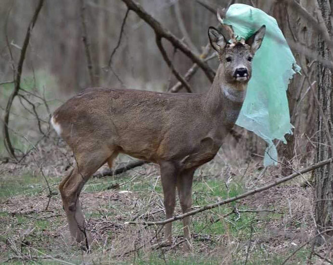 Picture 3 of The shocking images of the consequences of plastic waste, environmental pollution with the natural world