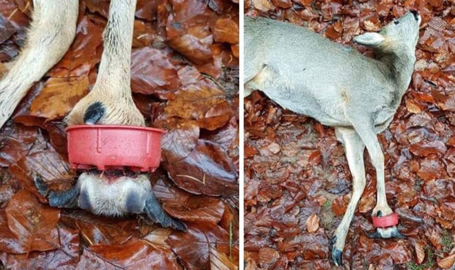 Picture 4 of The shocking images of the consequences of plastic waste, environmental pollution with the natural world