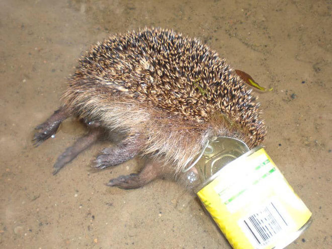 Picture 9 of The shocking images of the consequences of plastic waste, environmental pollution with the natural world
