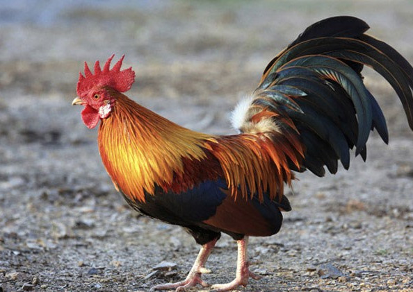 Picture 8 of The shocking truths about little chickens think of