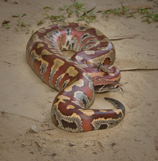 Picture 1 of The short, fat red python of Vietnam