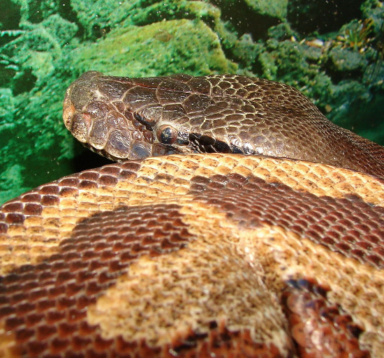 Picture 10 of The short, fat red python of Vietnam