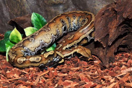 Picture 2 of The short, fat red python of Vietnam