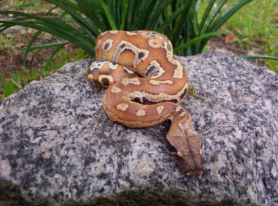 Picture 3 of The short, fat red python of Vietnam