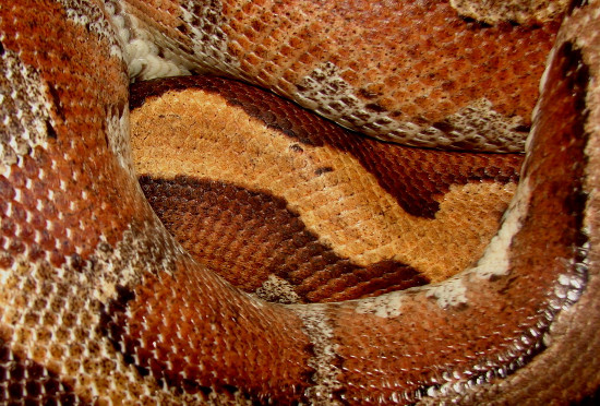 Picture 4 of The short, fat red python of Vietnam