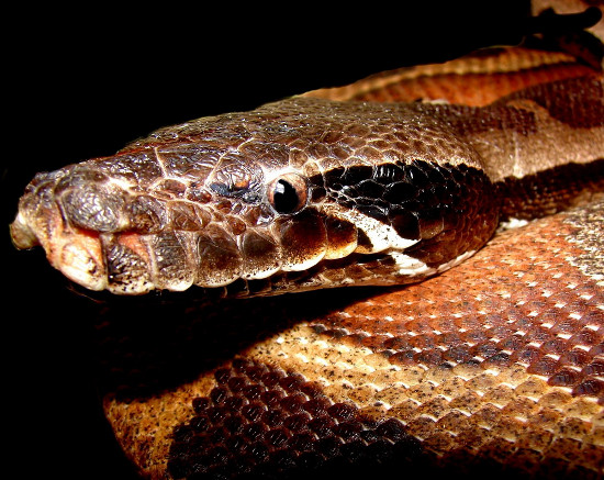 Picture 5 of The short, fat red python of Vietnam