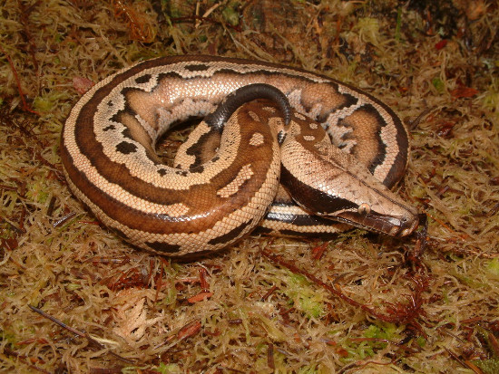 Picture 6 of The short, fat red python of Vietnam