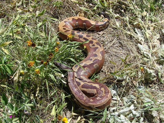 Picture 7 of The short, fat red python of Vietnam