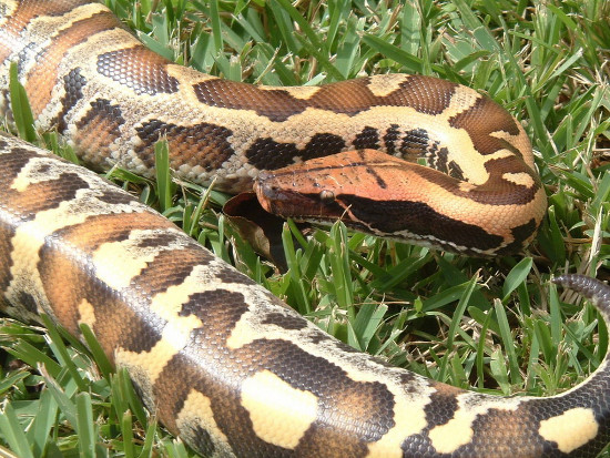 Picture 8 of The short, fat red python of Vietnam
