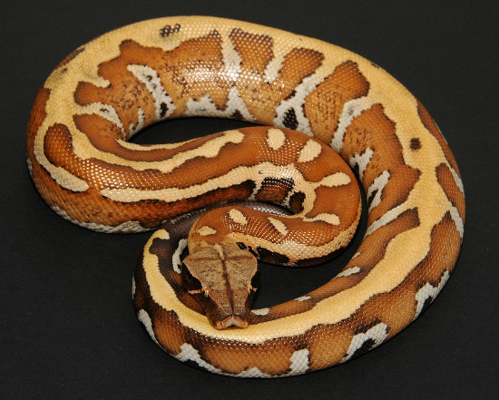 Picture 9 of The short, fat red python of Vietnam