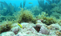 Picture 1 of The silent savior of the ocean