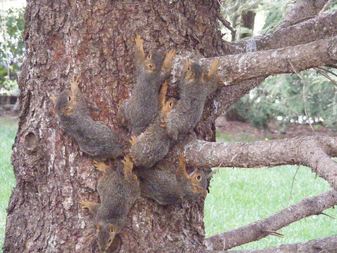 Picture 1 of The six squirrels were tied together, identical to the Mouse King in human history