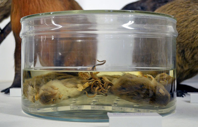 Picture 3 of The six squirrels were tied together, identical to the Mouse King in human history
