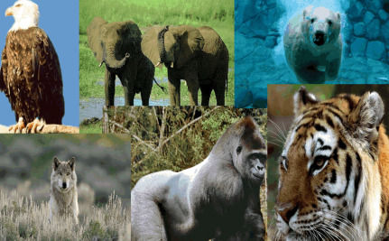 Picture 1 of The sixth great extinction of the Earth has begun