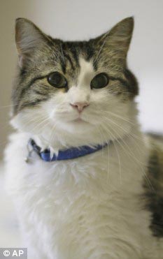 The sixth sense of animals images 1