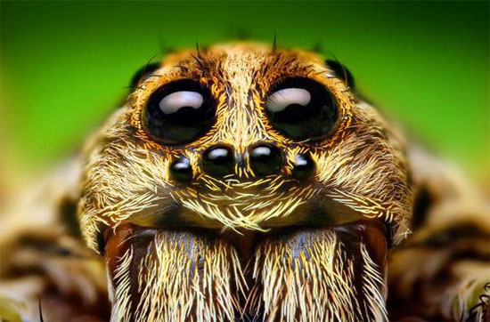 Picture 1 of The sixth sense of animals