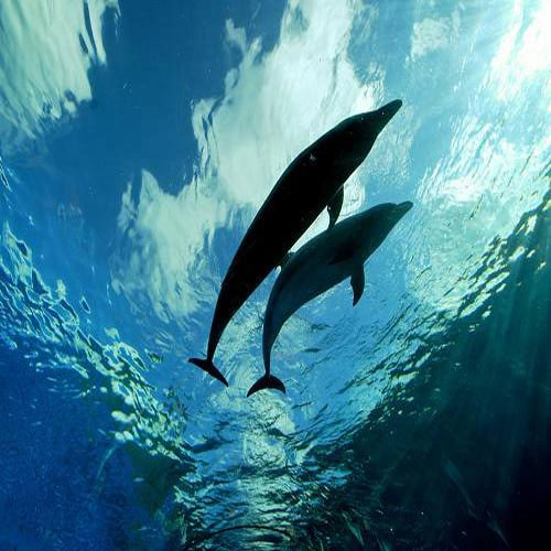 Picture 5 of The sixth sense of animals