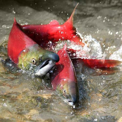 Picture 7 of The sixth sense of animals