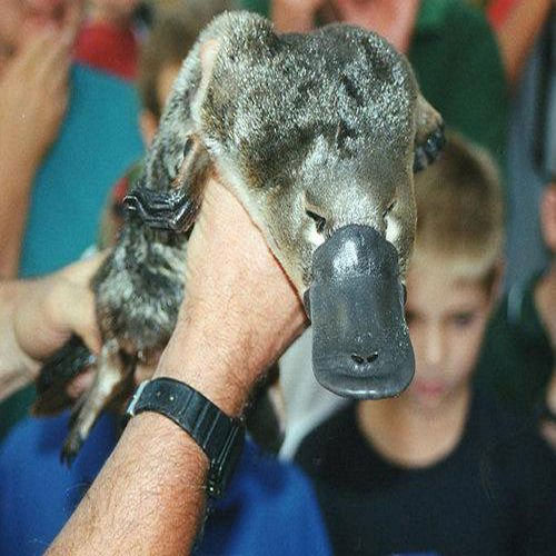 Picture 9 of The sixth sense of animals