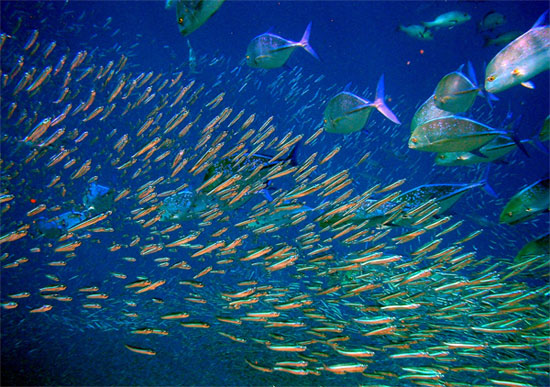 Picture 1 of The sixth sense of fish