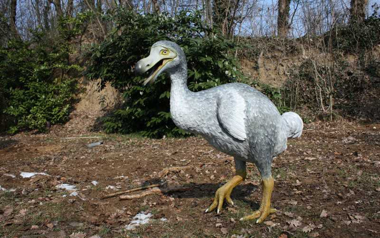 Picture 2 of The skeleton of extinct birds cost more than $ 430,000