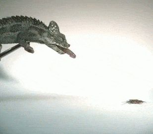 Picture 1 of The smaller the chameleon, the stronger the tongue releases