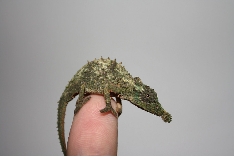 Picture 2 of The smaller the chameleon, the stronger the tongue releases