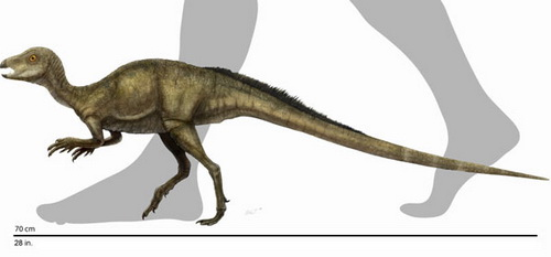 Picture 2 of The smallest dinosaur in North America
