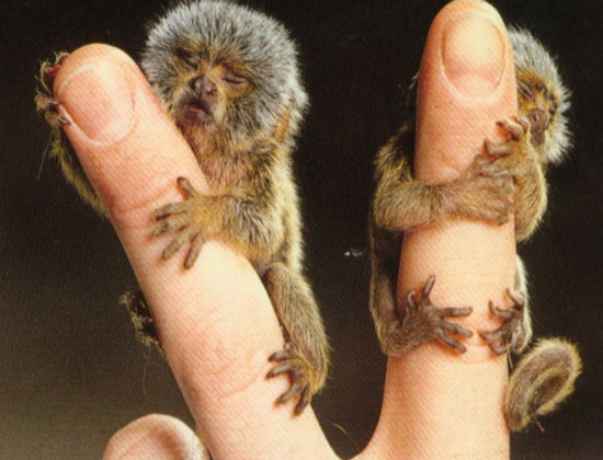 Picture 1 of The smallest monkeys in the world