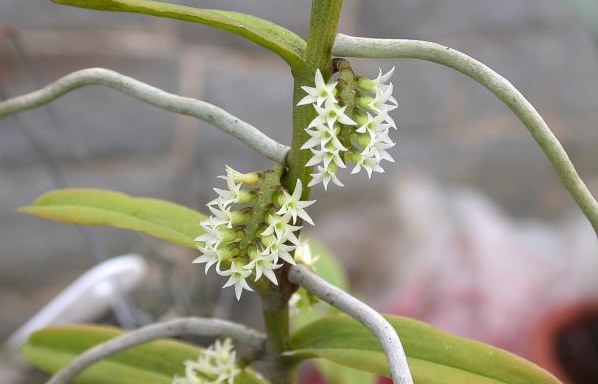 The smallest orchid in the world