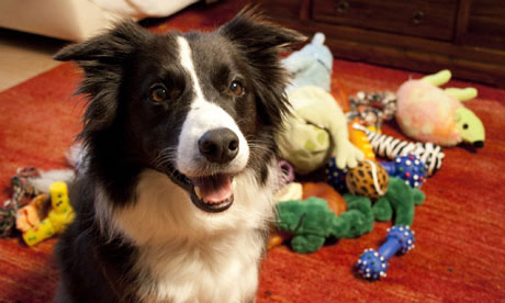 Picture 1 of The smartest dog in the world