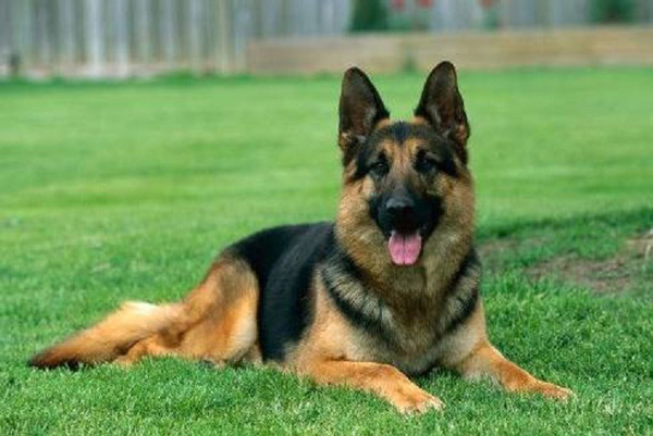 The smartest dog in the world images 1