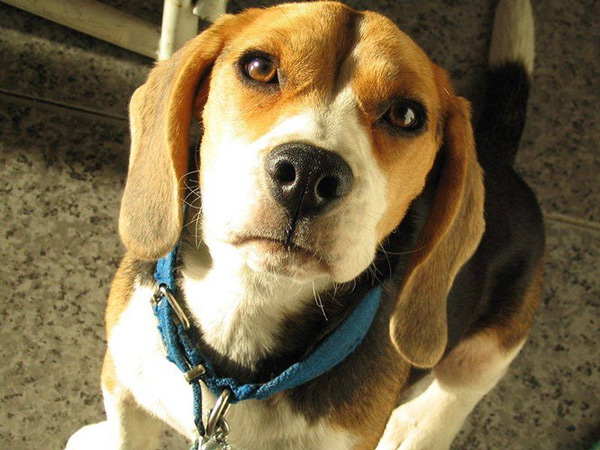 The smartest dog in the world images 10