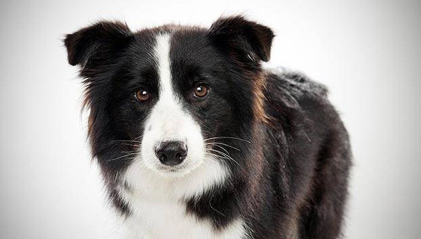 The smartest dog in the world images 11