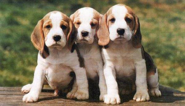 The smartest dog in the world images 12