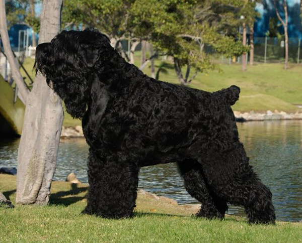 The smartest dog in the world images 13