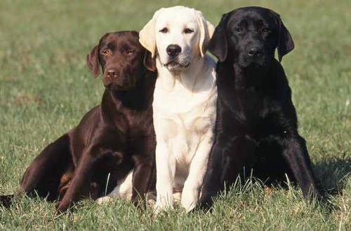 The smartest dog in the world images 14