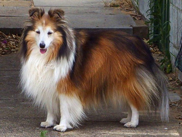The smartest dog in the world images 15