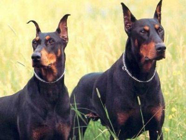 The smartest dog in the world images 2
