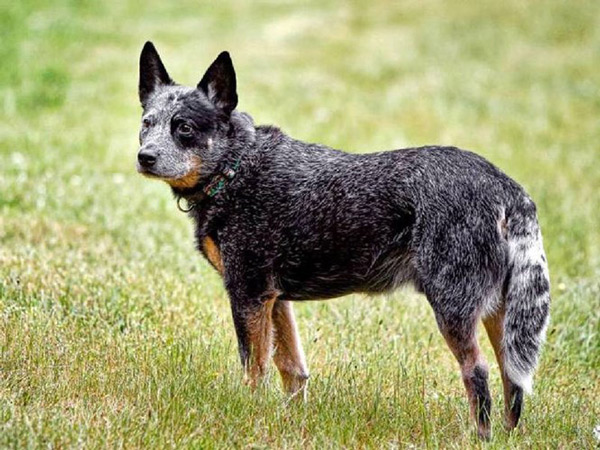 The smartest dog in the world images 3