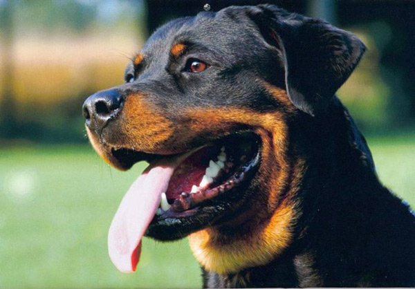 The smartest dog in the world images 4
