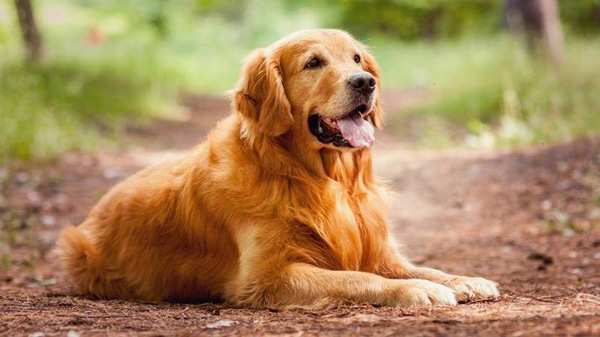 The smartest dog in the world images 5