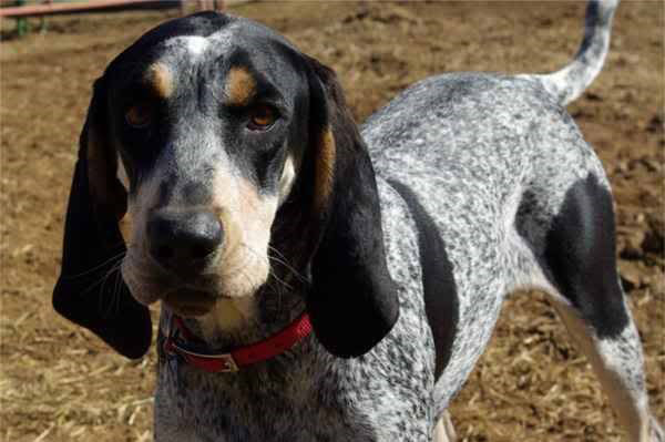The smartest dog in the world images 6