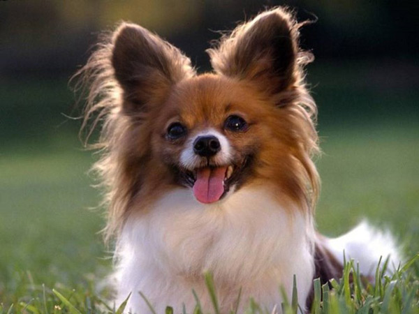 The smartest dog in the world images 7