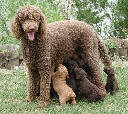 The smartest dog in the world images 8