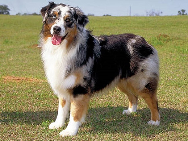 The smartest dog in the world images 9