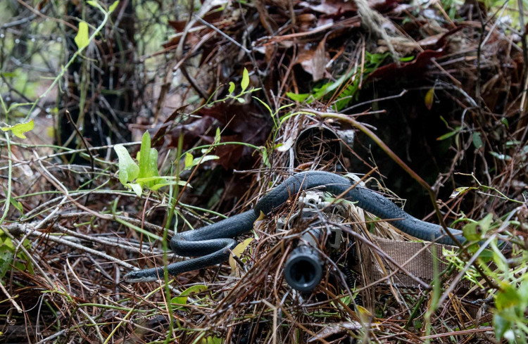 Picture 1 of The snake image slithered across the sniper rifle throat causing unexpected fever