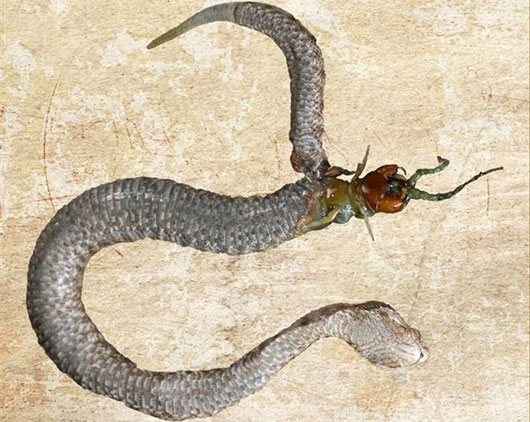 Picture 1 of The snake was bitten off its belly when fighting the giant centipede